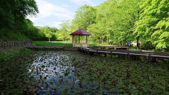 【令和7年5月22日掲載】岩手県立御所湖広域公園の尾入野湿生植物園では様々な花を楽しむことができます！