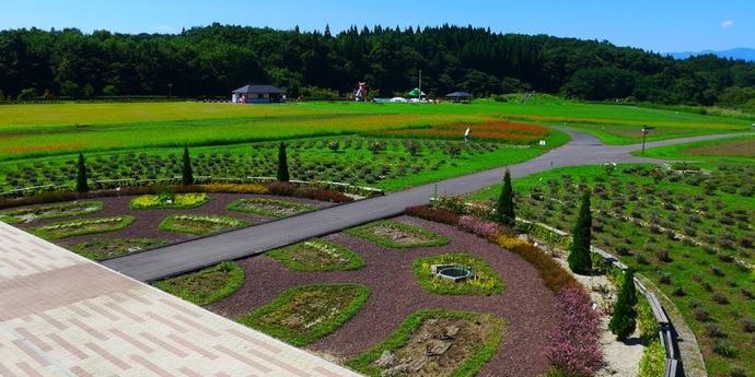 【令和7年6月23日掲載】岩手県立御所湖広域公園の町場地区園地には、岩手山を背景に岩手ゆかりの花が楽しめる花畑がひろがっています！
