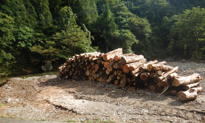 【令和7年9月5日掲載】盛岡広域振興局土木部で、河川敷内で伐採した支障木や倒木を無償で提供します！