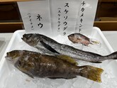 魚