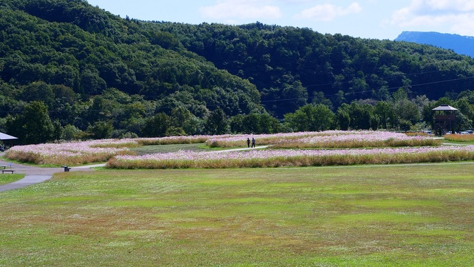 【令和7年9月25日掲載】岩手県立御所湖広域公園の町場地区園地には、岩手山を背景に岩手ゆかりの花が楽しめる花畑がひろがっています！