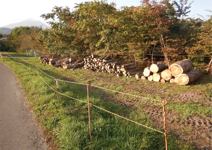 【令和7年11月26日掲載】岩手県盛岡広域振興局土木部で伐採木を無償提供します！