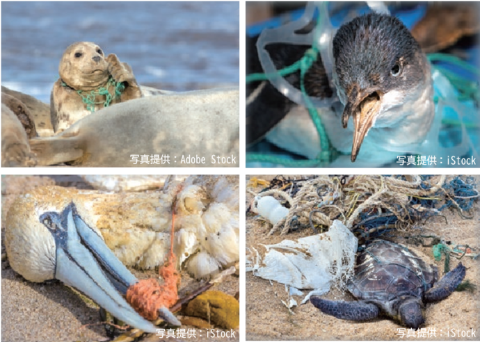 プラスチックごみによる海洋生物の被害