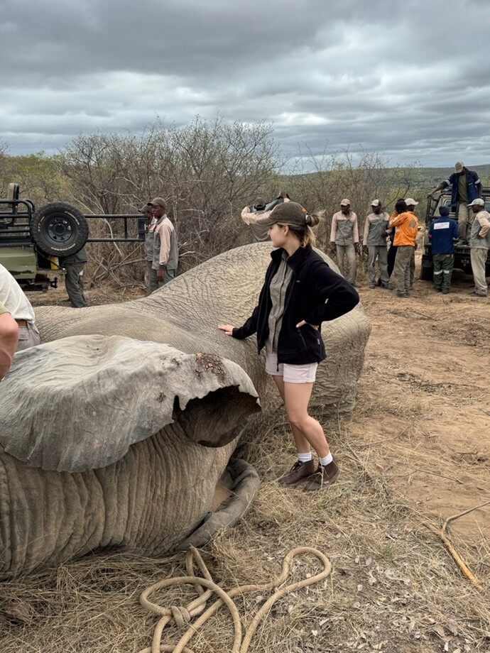 象が治療を受けている様子