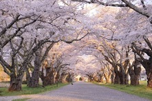 光の桜回廊
