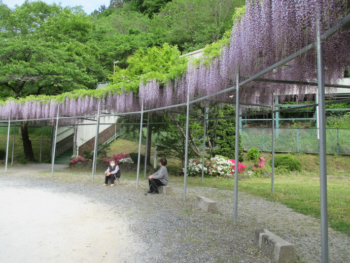 【令和8年7月6日掲載】希望郷いわて景観フォトコンテスト2025応募作品の紹介　景観部門：藤の花咲く頃（一関市東山町長坂）