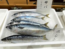 サバ